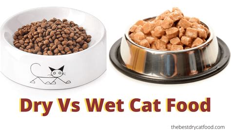 Wet Versus Dry Cat Food | What Should I Feed to My Cat