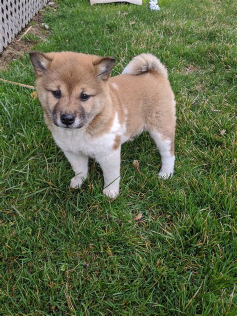 Adopt a purebred shiba inu puppy today! Pin on Puppies