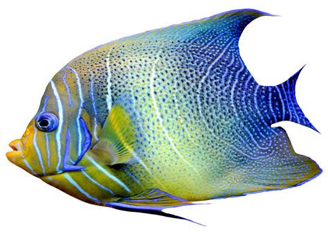 Picture Of Fish Png Transparent Picture Of Fishpng Images Pluspng