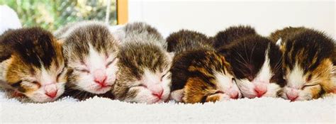 100 Cute Cat And Kitten Cover Photo For Facebook Timeline Kittens