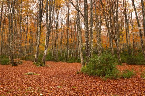 Beech Trees In The Forest Rainy Autumn Day Stock Image