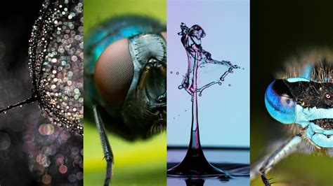 Macro Photography 4 Tutorials Full Of Tips And Tricks 500px