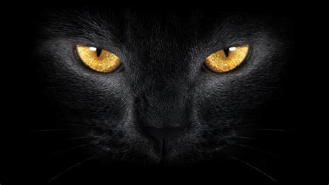Besides the unique slit pupils, their eyes come in more colors since eye color intensity can be linked to the number of melanocytes and the level of their activity, the various shades cat colors can have between a pale yellow and a deep. black cat wild yellow eyes black cat wild HD wallpaper
