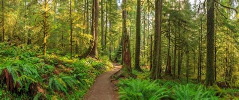 Premium Photo Sol Duc Rainforest Ferns Olympic National Park Usa