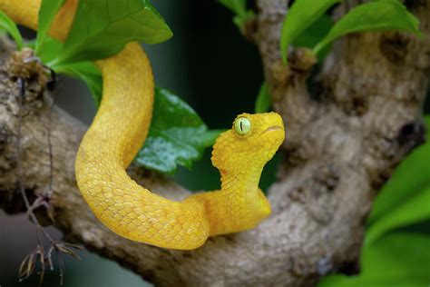 Baby Bush Viper In Tree Photograph By Mark Kostich
