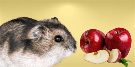 Can Hamsters Eat Apples A Comprehensive Guide