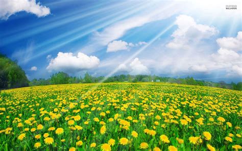 Spring Sunshine Desktop Wallpapers Top Free Spring Sunshine Desktop