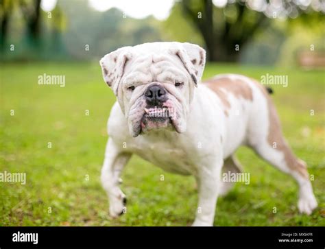 A Purebred English Bulldog With An Underbite Stock Photo Alamy