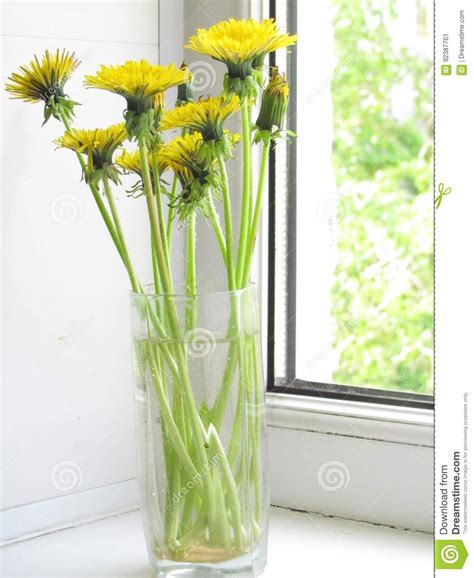 Dandelion Flowers In Glass Stock Image Image Of Flowerpot 92387761