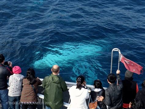 Oz Whale Watching Sydney Australia Official Travel And Accommodation