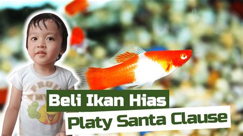 Beli Ikan Hias Platy Santa Clause Youtube