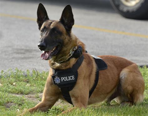 Bayfield Sheriffs Office Raising Funds To Add K9 Unit Subscriber