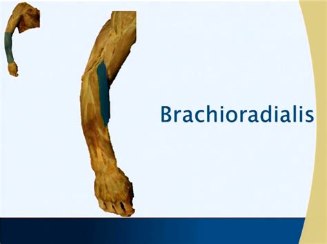 Muscle Chart Brachioradialis Antebrachium Forearm Anatomy Guy