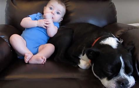 It usually means your pet is simply eating a lot of grass. When This Baby Poops His Onesie, The Family Dog Has A ...