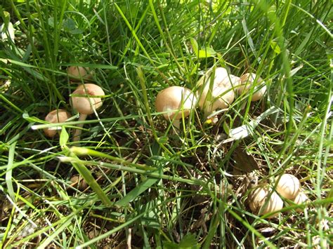 Fairy Ring Mushroom Geoffs Fungi And Foraging