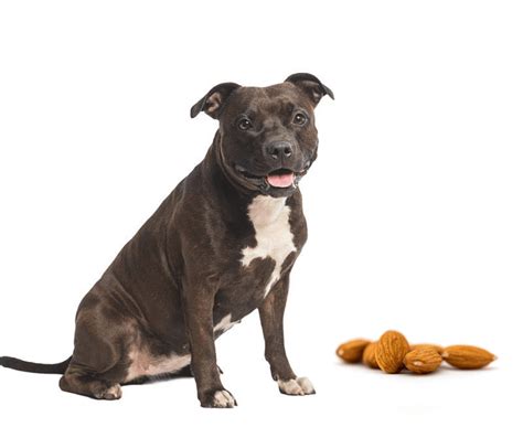 Keep in mind, almonds are not toxic to dogs, so there is a chance nothing will happen to your dog if they pick up a few almonds you. What Will Happen If My Dog ate Almonds? - Our Dog Breeds