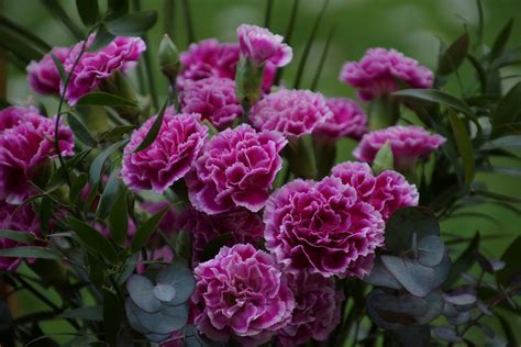 Beautiful Carnation Flower 75