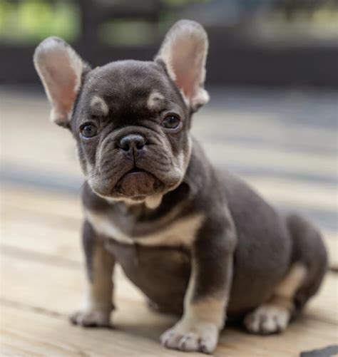 Teacup French Bulldog The Truth About This Mini Breed