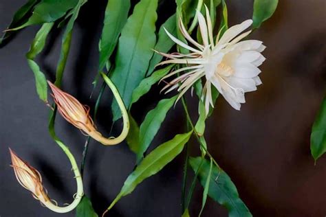 Epiphyllum Oxypetalum Queen Of The Night Cactus