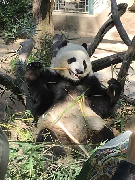 San Diego Zoo Pandas Head Back To China The Commander