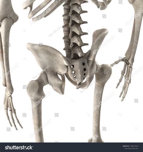 3d Render Male Skeleton Hips 库存插图 1338527630 Shutterstock