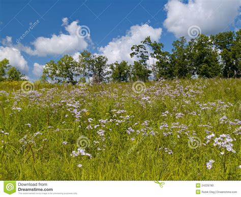Summer Landscape With A Blossoming Meadow Stock Photo Image Of Green