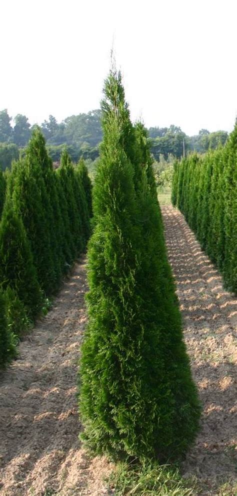 | 7 emerald green arborvitae in 2.5 inch pots (one plant per pot, 7 pots). 234-NCHDR-RSSTI