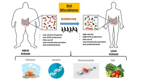 Microbiome Or How Your Gut May Determine Your Health And Performance