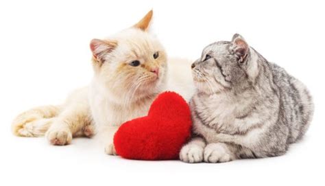Feline Heart Disease What You Need To Know The