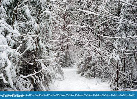 Winter Forest After Snowfall Stock Photo Image Of Landscape Deep