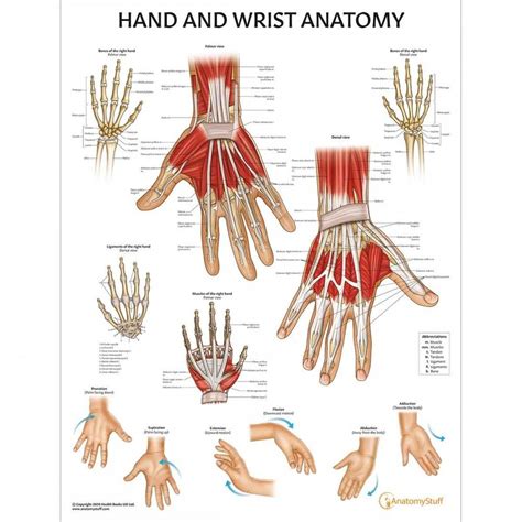 >> more details on the human muscle anatomy chart. Hand and Wrist Anatomy Chart | Hand Anatomical Poster in ...