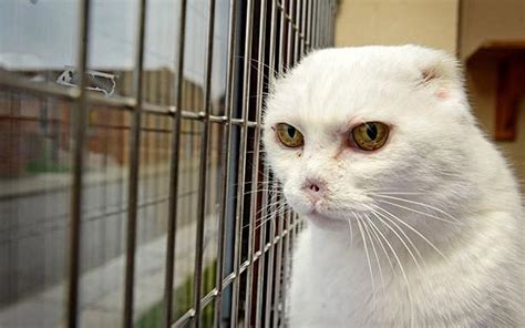 Ugly Lord Voldemort Cat Finally Finds Home Telegraph