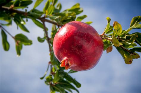 Pomegranate Fruit Tropics Free Photo On Pixabay