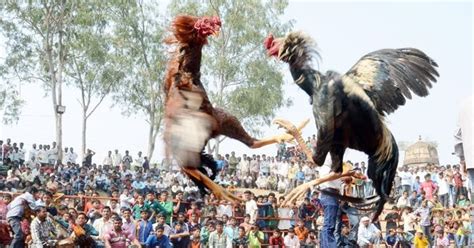 They Spent Lakhs And Earn Crores The Truth Behind Cruel Cockfighting In Andhra Pradesh