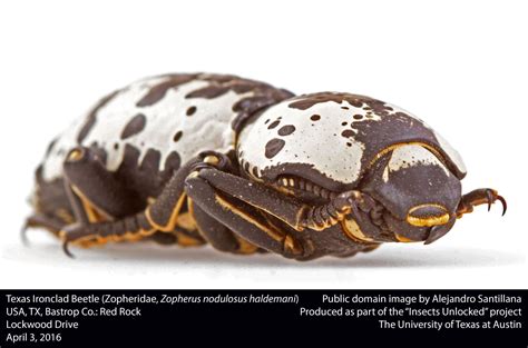 The Ironclad Beetle Armored Tank Of The Insect World Apologetics Press