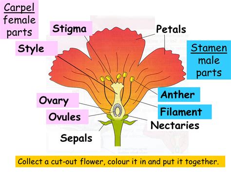 In summary, there are two main reproductive parts of a flower, a male part and a female part. Structure of a Flower