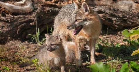 Gray Fox Pictures Az Animals