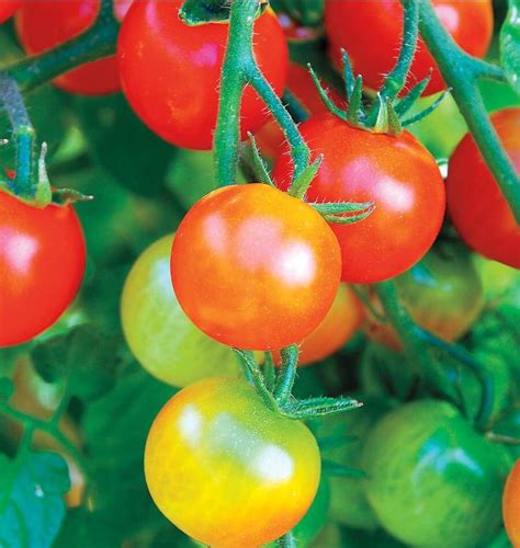 Tumbler Cherry Tomato Seeds West Coast Seeds