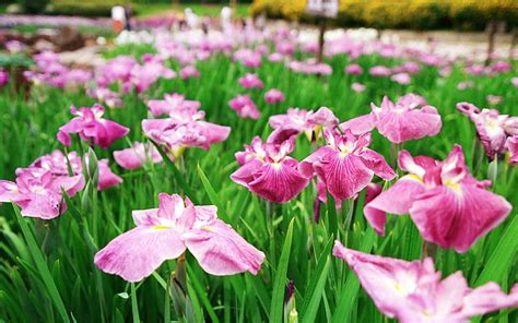 Hd Wallpaper Pink Flowers Irises Flowing Flowerbed Green Park