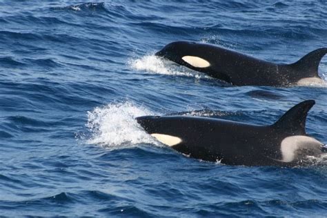 Males are bigger than females, but they vary in size and weight, depending on the type of orca. Delfines, ballenas y orcas en Tarifa: Avistamiento de ...