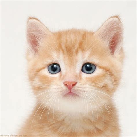 94 Gambar Cute Kucing Terbaik Info Gambar