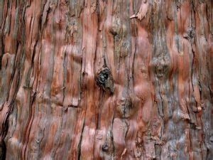 Does cedar mulch repel bugs? Does Cypress Mulch Repel Bugs - Garden Gear Shop