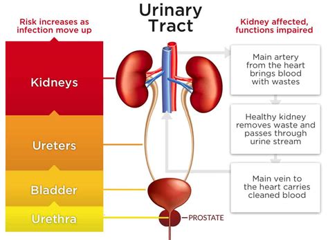 How Do You Get A Urinary Tract Infection