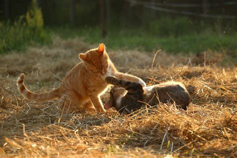 Free Images Grass Play Summer Wildlife Kitten Fauna Red Fox Straw Vertebrate Mieze