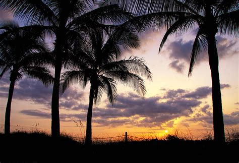 Palm Tree Sunrise Photograph By Joe Myeress Fine Art America