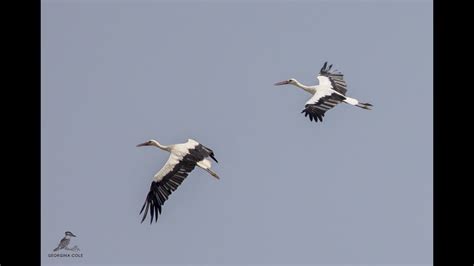 White Stork Migration 31st August 2021 Youtube