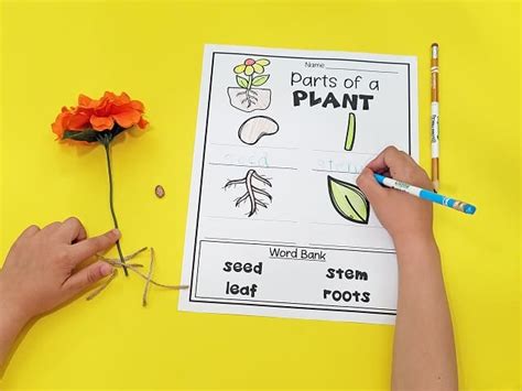 Free Parts Of A Plant Labeling Activity