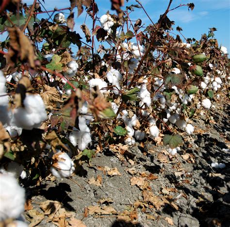 Cotton In California Sustainable Cotton Project