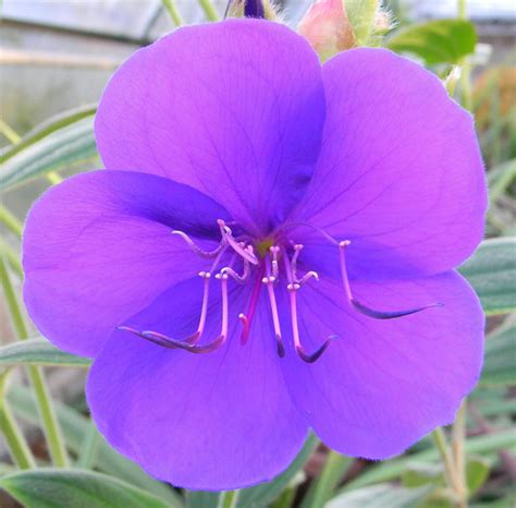 Purple Flower Free Stock Photo Public Domain Pictures