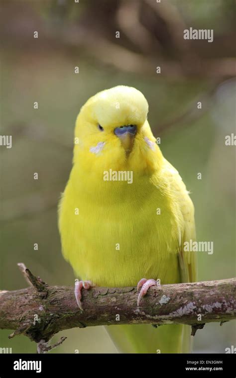 Yellow Budgie Hi Res Stock Photography And Images Alamy